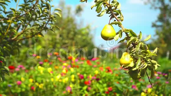 在一个明亮的夏天果园里的一个树枝上有成熟的梨果视频的预览图