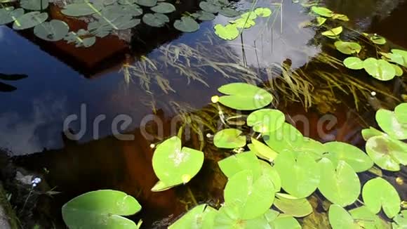 水植物百合叶黄花开河流流视频的预览图