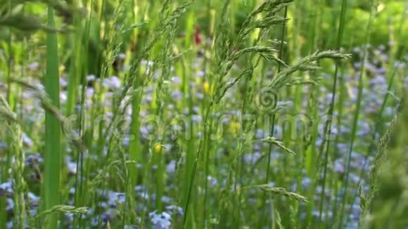 绿草和鲜花背景视频视频的预览图