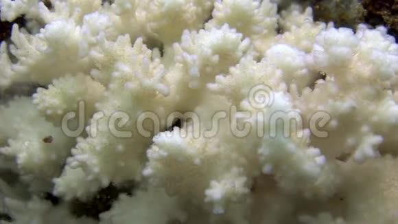海底的白色珊瑚视频的预览图