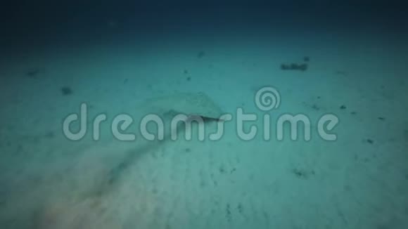 圆形星盘福尔特文图拉加那利群岛视频的预览图