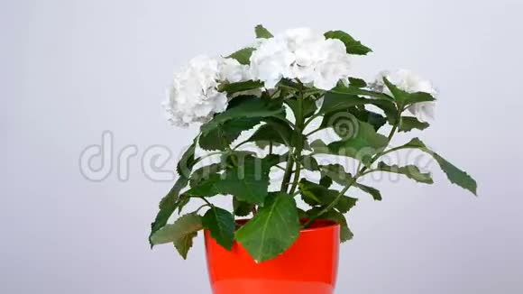 花花束白色背景上的旋转花的组成由桉树香菜玫瑰奶油的恩典组成视频的预览图