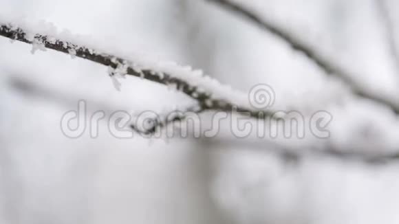 结霜的树糠锅运动视频的预览图