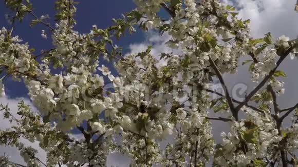 花苹果树与大黄蜂视频的预览图