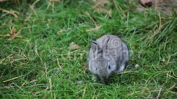 小灰兔吃草视频的预览图