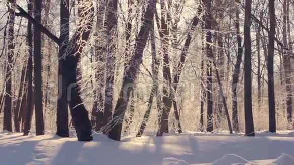冬天森林里的阳光阳光透过覆盖着雪的树枝照耀视频的预览图