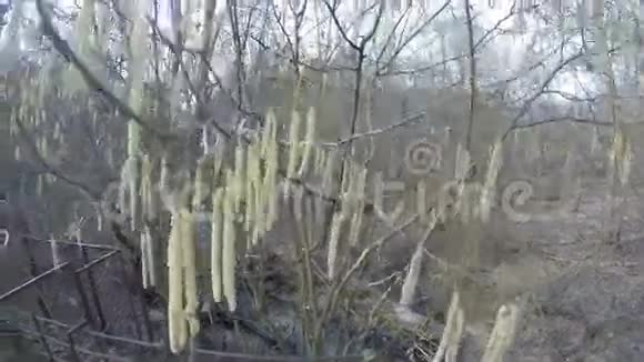 榛树开花小溪水流4K视频的预览图