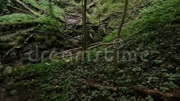 森林中的峡谷过度生长视频的预览图