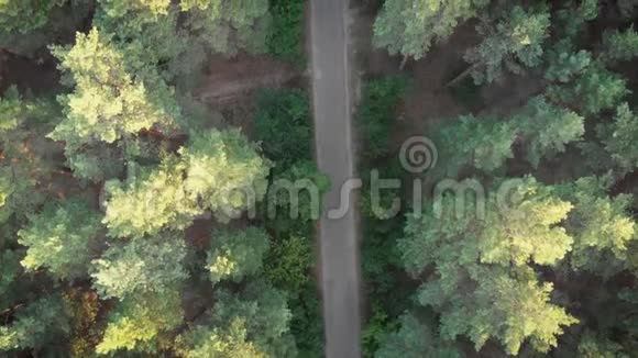 俯视古老的森林道路两边都在生长视频的预览图