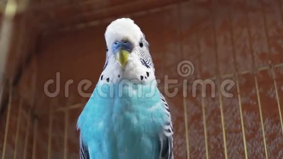 蓝芽鸟坐在鸟笼里视频的预览图