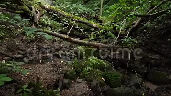 森林中的峡谷过度生长视频的预览图