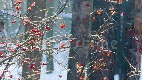 鸟在霜上吃杨梅视频的预览图