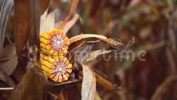 成熟玉米穗在农业耕地收获季节准备采摘稳定全高清视频的预览图