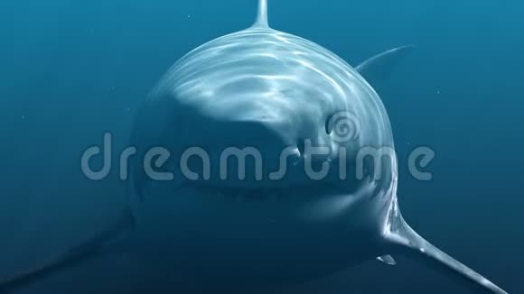 大白鲨巨龙真实三维动画4K视频的预览图