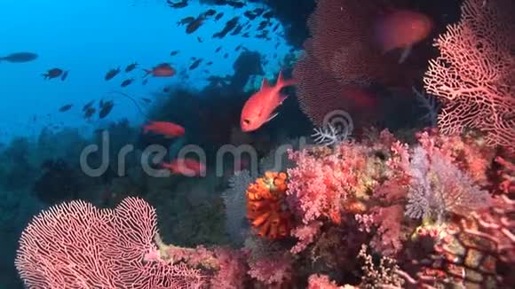 马尔代夫海洋水下五颜六色的珊瑚背景上的大猩猩视频的预览图