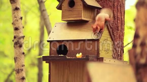 树杆上的木鸟饲养器矗立在秋天的森林公园里1920x1080视频的预览图