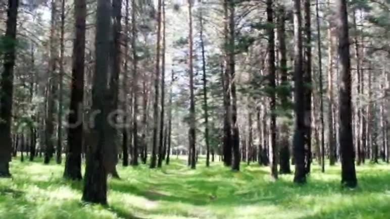 松林中的老路西伯利亚视频的预览图