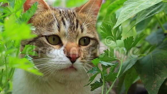 绿丛和树叶下的橙色白色猫视频的预览图
