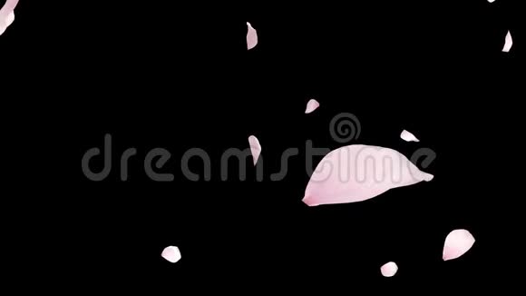 樱花花瓣与阿尔法一起落下覆盖环闭视频的预览图