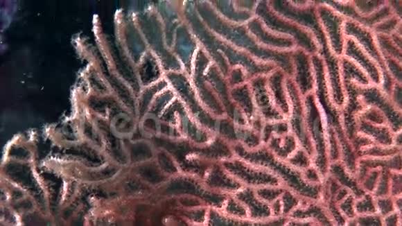 马尔代夫海洋水下五颜六色的珊瑚背景上的大猩猩视频的预览图