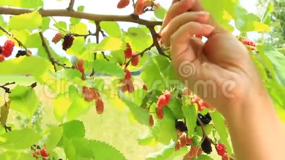 熟桑的枝条树上的浆果视频的预览图