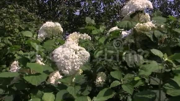 绣球花丛有白色的花朵和绿色的叶子视频的预览图