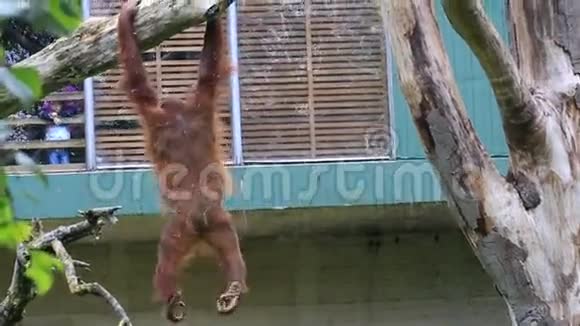 挂在树上的婆罗洲猩猩视频的预览图
