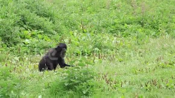 苏拉威西冠猕猴吃草视频的预览图