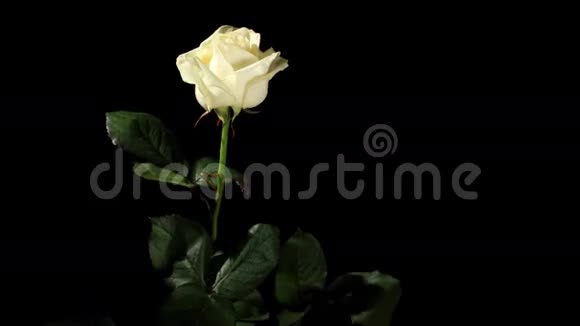 黑色背景上盛开的白色玫瑰视频的预览图