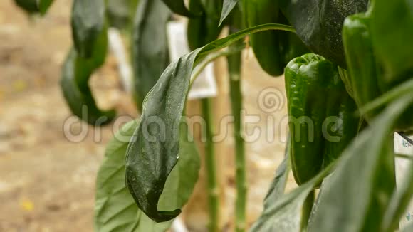 挂在植物枝上的胡椒绿色水果视频的预览图