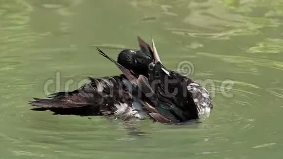夏天一只斑点鸭子在懒懒中清理湖中的羽毛视频的预览图