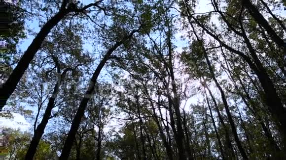 林中绿树成荫视频的预览图