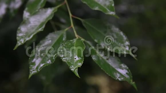雨滴在绿叶上视频的预览图