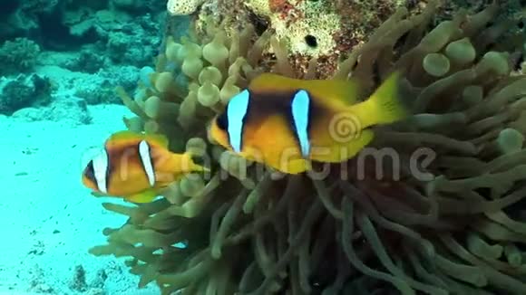 小丑鱼明亮的橙色在水下红海中的蛇科视频的预览图