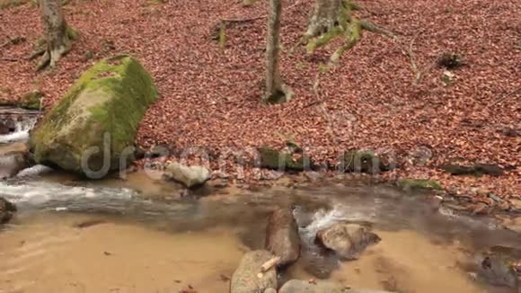 落叶林中的山溪现场声音视频的预览图