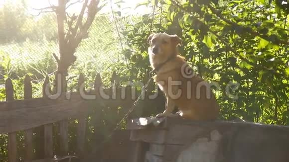 狗坐在阳光后面的盒子里的链子上绿色背景慢动作视频视频的预览图