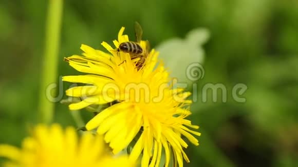 蒲公英花上的蜜蜂视频的预览图