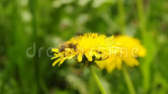 蒲公英花上的蜜蜂视频的预览图