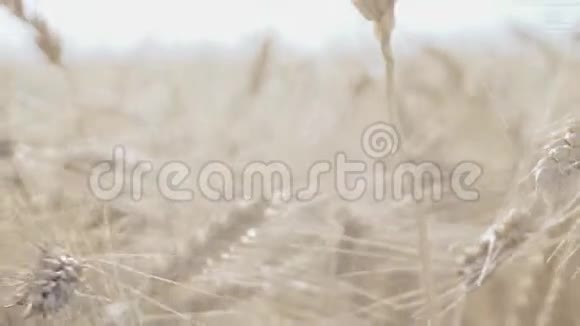 麦田地上的金色麦穗视频的预览图