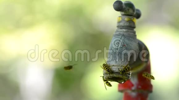 许多蜜蜂在淋水龙头取水视频的预览图