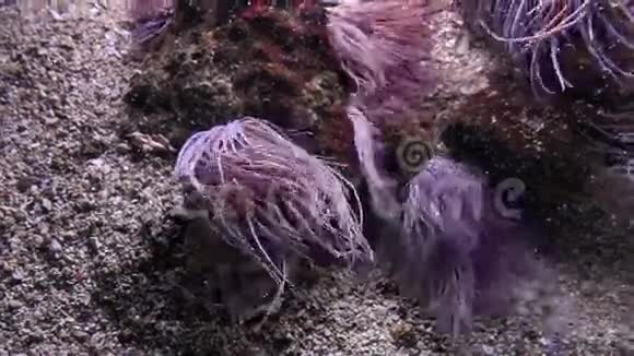 摩纳哥珊瑚视频的预览图