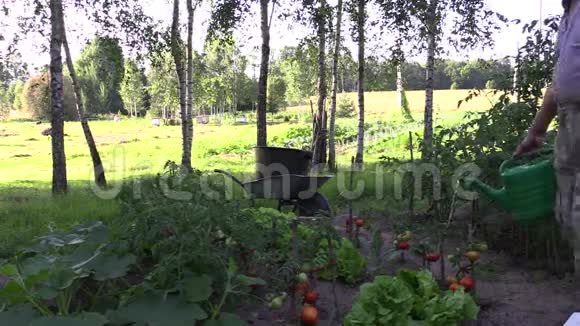 园丁浇水浇透成熟的番茄视频的预览图