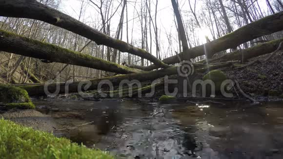 野溪水流苔藓倒树干4K视频的预览图