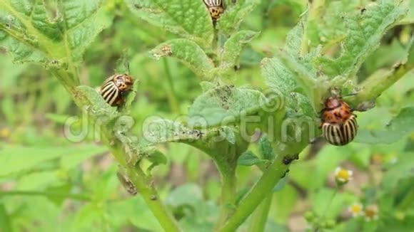 科罗拉多甲虫坐在土豆的叶子上视频的预览图
