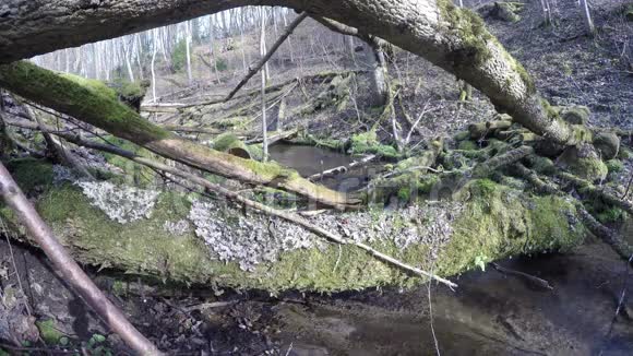 野溪水流苔藓倒树干4K视频的预览图