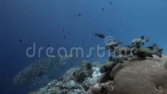 珊瑚礁上的哈莱金甜唇和驼背红嘴鱼4k视频的预览图