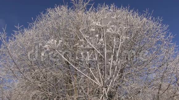 美丽的冬季圣诞节新年时节植物上的霜霜视频的预览图