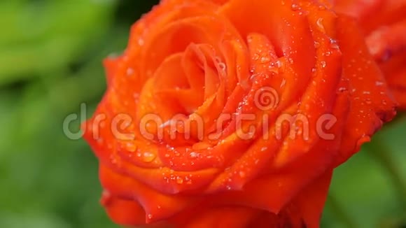 绿色背景下的红玫瑰自然慢动作视频视频的预览图