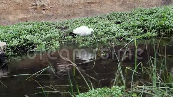 白鹭走在绿色植物的小溪边视频的预览图