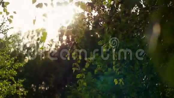 自然明亮的背景与桦树叶模糊的背景和阳光与镜头耀斑在缓慢运动1920x1080视频的预览图